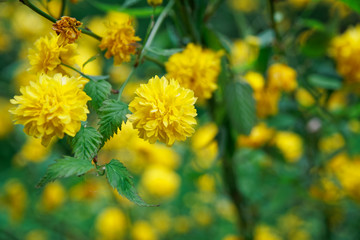Flowering forsythia in springtime, yellow flower head on green bush