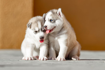 Two Little Siberian Husky puppy outdoors