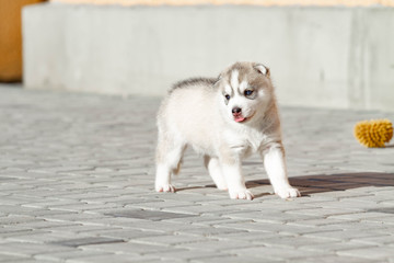 Little Siberian Husky puppy outdoors