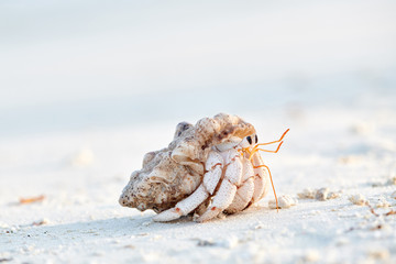 Hermit Crab on a beach - 270049223