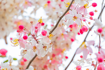 beautiful pink shower flower blooming on branch wishing tree