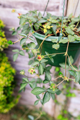Potted Riped Garden Strawberry Hanging In Garden Greenhouse