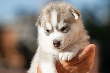 Little Siberian Husky puppy outdoors