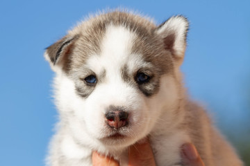 Little Siberian Husky puppy outdoors