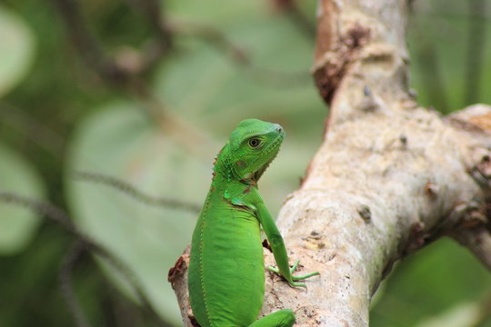 iguano