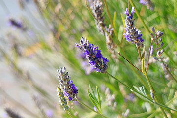 Bunch of Lavender Flowers Waving in the Sunlight on a Windy Day