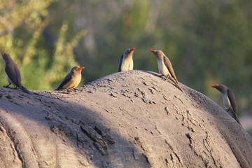les oiseaux  piqueboeuf à bec rouge sur un hippopotame