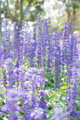 Obraz premium closeup beautiful fernleaf lavender flower