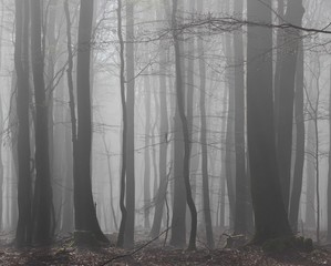 Naklejka premium foggy forest