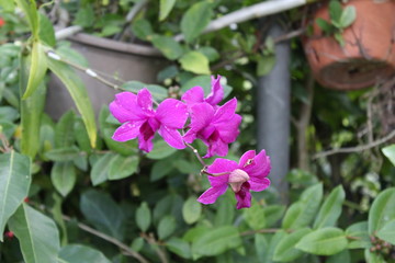 flowers in garden