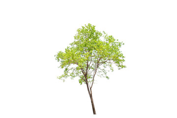 Single green tree on white background nature concept.