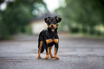 adorable mixed breed dog posing outdoors in summer