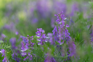 Beautiful blue and purple wild flowers on a background of green grass. Selective focus