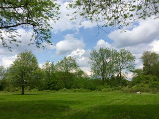 summer park landscape
