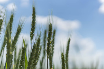 Green spikelets of wheat on the field against the blue sky and clouds.Selective focus