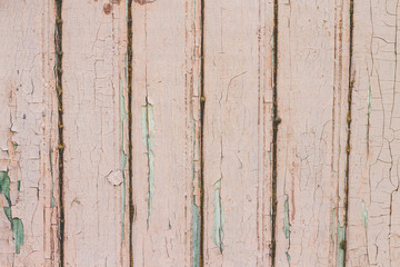Light beige cracked paint on wood vintage texture. Painted old wooden aquamarine wall background. Wooden boards grunge background