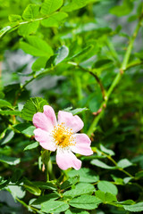 Obraz premium Flower of dog-rose closeup