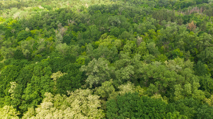 Fototapeta na wymiar Aerial view of young forest in spring or summer day. Natural green foliage background. Top down drone photo.