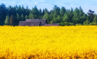 yellow field