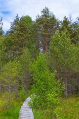 Forest path
