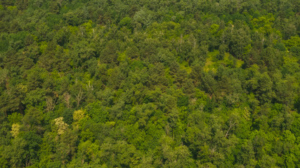 Fototapeta na wymiar Aerial top down view from drone of young forest in spring or summer day. Natural green foliage background.