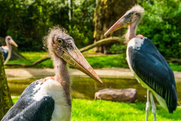 marabou stork with its face in closeup, tropical coastal bird from Africa