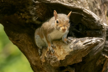 scoiattolo grigio nella cavità di un tronco nel bosco