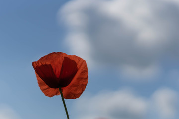 Poppy flowers on the field against the blue sky and green grass. Selective focus