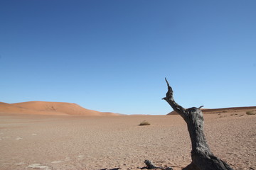 Naklejka premium Dead tree in desert landscape