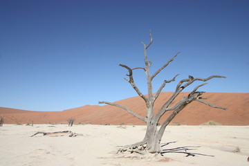 Fototapeta na wymiar Dead Vlei in Sossusvlei, Namibia