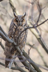 Obraz premium great horned owl on a tree branch
