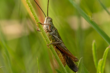 grasshopper on grass