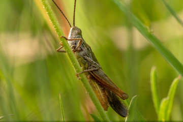 grasshopper on grass