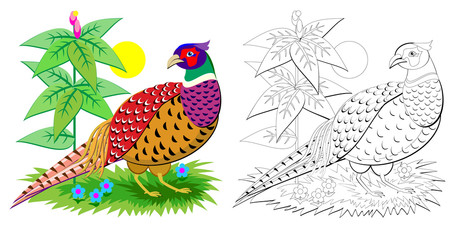 Fantasy illustration of cute pheasant with bright feathering. Colorful and black and white page for coloring book for kids. Printable worksheet for children. Vector cartoon image. - obrazy, fototapety, plakaty