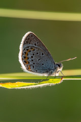 butterfly on a leaf