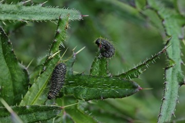 Behaarte Larven eines Blattkäfers (Chrysomelidae) an Distel