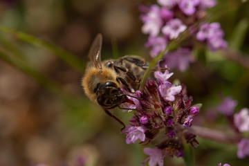 bee