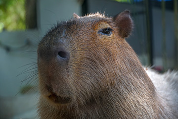 Capybara potrait