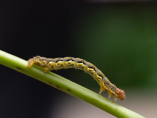 caterpillar on leaf