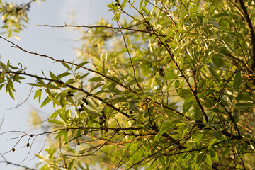 Trees with beautiful leaves at sunset. Selective focus. Blur