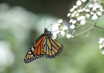 Monarch on white flower