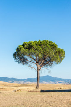 Stone pine tree, botanical name Pinus pinea, also known as the Italian stone pine, umbrella or parasol pine, is a tree from the pine family. The tree is native to the Mediterranean region.