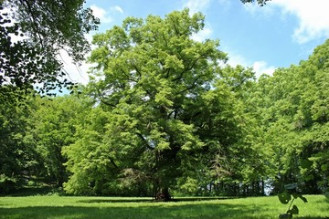 Alte Linde am Fuß des Heiligenbergs in Nordhessen