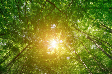 View up the forest on the crowns of tall trees with young green foliage, bathed in sunlight