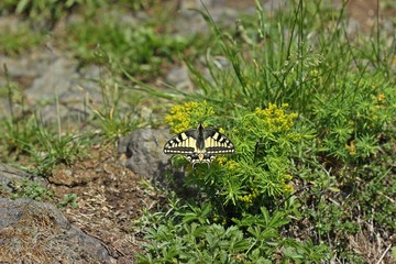 Schwalbenschwanz (Papilio machaon) auf dem Heiligenberg an Zypressen-Wolfsmilch (Euphorbia cyparissias)