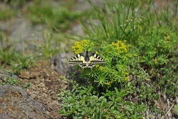 Schwalbenschwanz (Papilio machaon) auf dem Heiligenberg an Zypressen-Wolfsmilch (Euphorbia cyparissias)