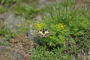 Schwalbenschwanz (Papilio machaon) auf dem Heiligenberg an Zypressen-Wolfsmilch (Euphorbia cyparissias)