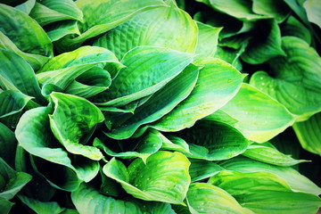 Hosta leaves pattern background. Summer plants wallpaper. Hosta lily leaf