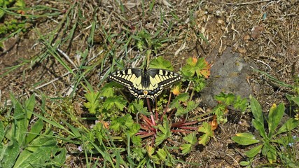 Schwalbenschwanz (Papilio machaon) auf dem Heiligenberg an Storchschnabel