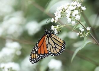 Monarch on white flower